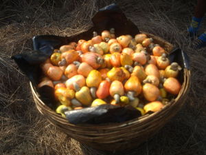 Cashew Feni. Courtesy: fredericknoronha(Wikipedia)